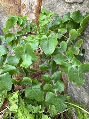 Magnoliopsida