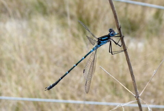 Austrolestes aleison