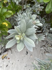 Conocarpus erectus sericeus