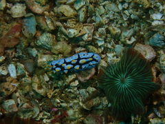 Phyllidia picta