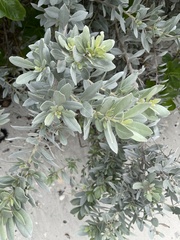 Conocarpus erectus sericeus