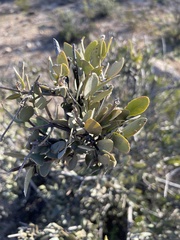 Simmondsia chinensis