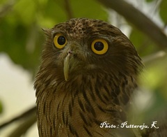 Ketupa zeylonensis