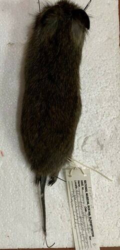 Willan's Vlei Rat (Otomys willani) — Data Deficient Mammalia