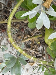 Conocarpus erectus sericeus