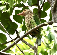Psilopogon lineatus