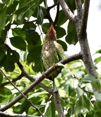 Psilopogon lineatus