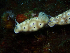 Hypselodoris tryoni