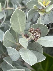 Conocarpus erectus sericeus