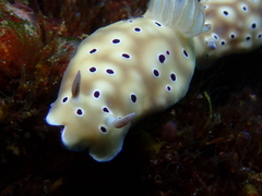 Hypselodoris tryoni