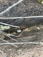 Sonorella allynsmithi