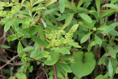 Euphorbia sieboldiana