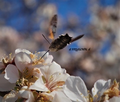 Macroglossum stellatarum