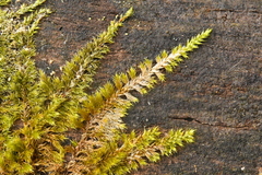 Homalothecium sericeum