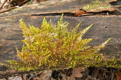 Homalothecium sericeum