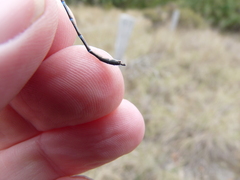 Austrolestes aleison