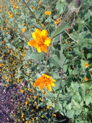 Simsia amplexicaulis