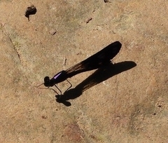 Aristocypha fenestrella