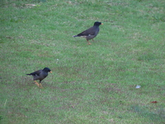 Acridotheres fuscus