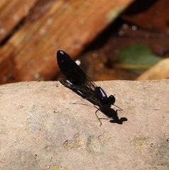 Aristocypha fenestrella