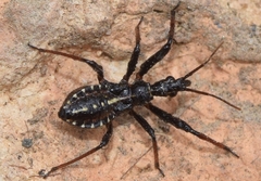 Rhynocoris