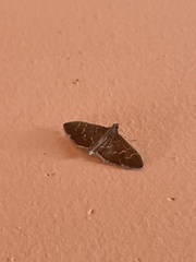 Pilocrocis