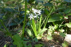 Hyacinthus orientalis