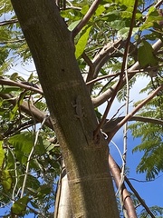 Anolis cristatellus