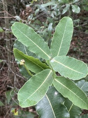 Asclepias amplexicaulis