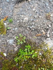 Saxifraga tridactylites