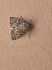 Condicinae