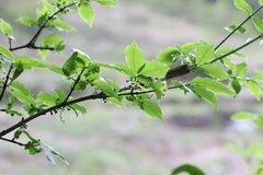 Euonymus phellomanus