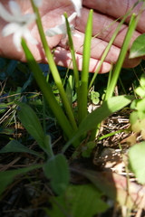 Hyacinthus orientalis
