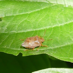 Podisus brevispinus