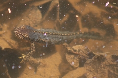 Ichthyosaura alpestris alpestris