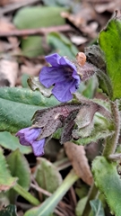 Pulmonaria