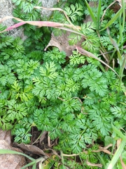 Torilis nodosa