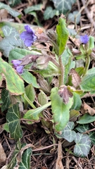 Pulmonaria