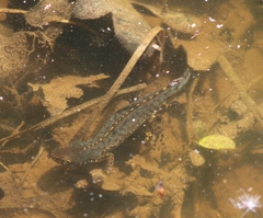 Ichthyosaura alpestris alpestris