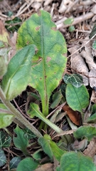 Pulmonaria