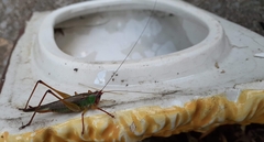 Orchelimum pulchellum