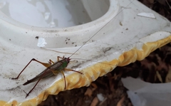 Orchelimum pulchellum