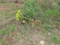 Kalanchoe paniculata