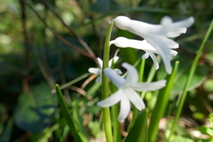 Hyacinthus orientalis