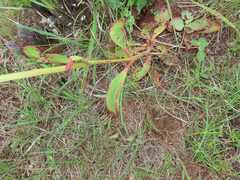 Kalanchoe paniculata