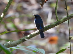 Cyornis hainanus
