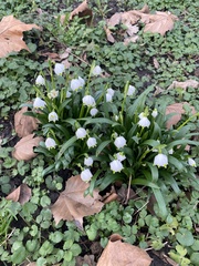 Leucojum vernum