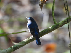 Cyornis hainanus