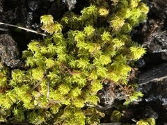 Tortella