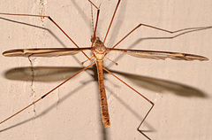 Tipula eluta